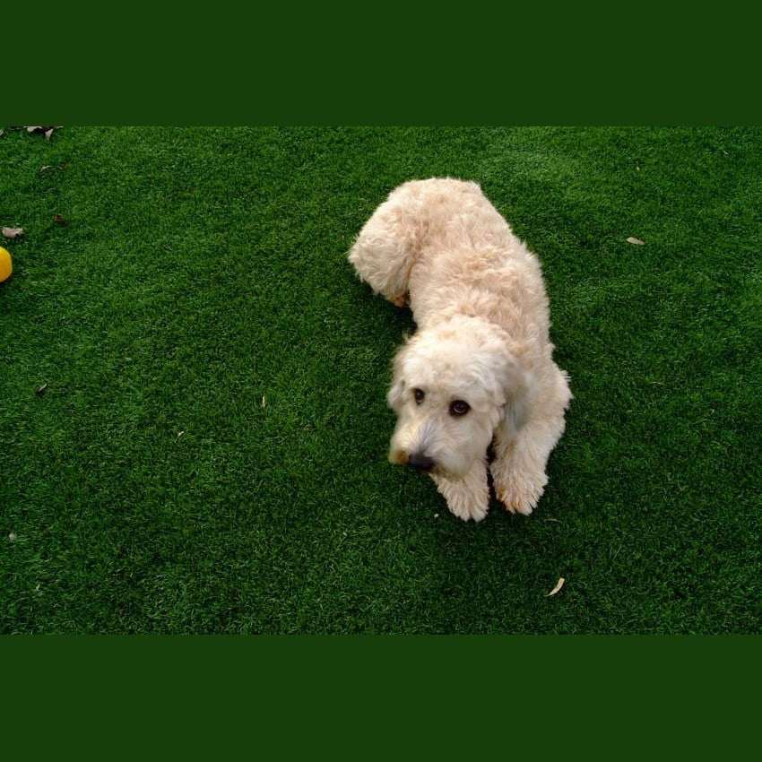 Mirage Waterless GrassMirage Waterless Grass MG3200 Artificial Grass for Residential and Commercial, 12 foot Width MG3200-20- BetterPatio.com